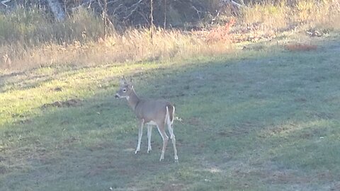 buck it up