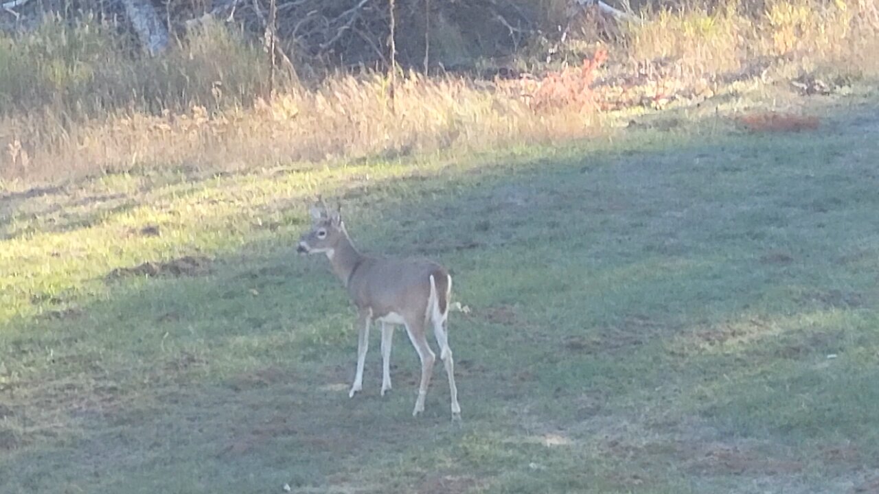 buck it up