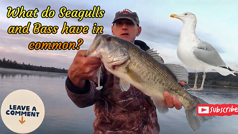 What do Seagulls and Bass have in common?