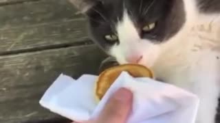 😂🐶 Cat vs Dog Food Philosophy! | FunFM