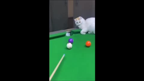 Funny video on cat