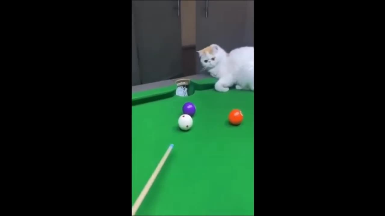Funny video on cat