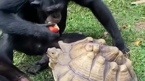 Friends sharing lunch