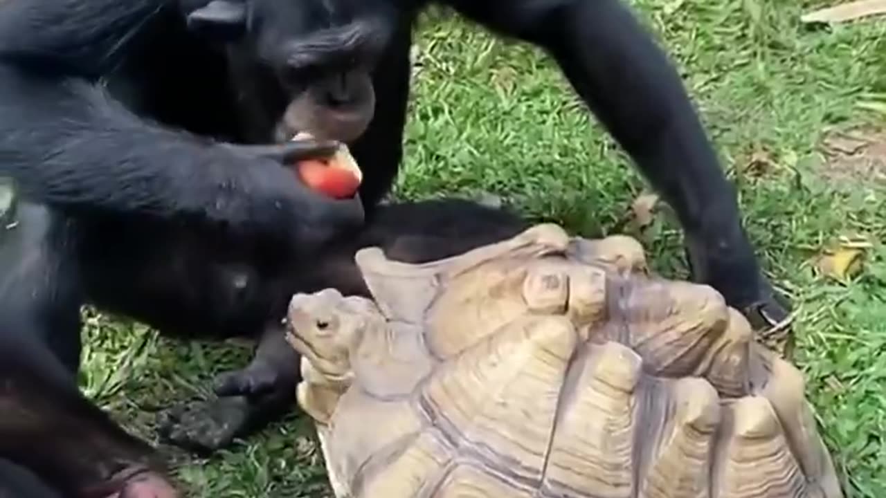 Friends sharing lunch