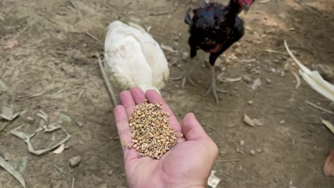 Feed for chicken
