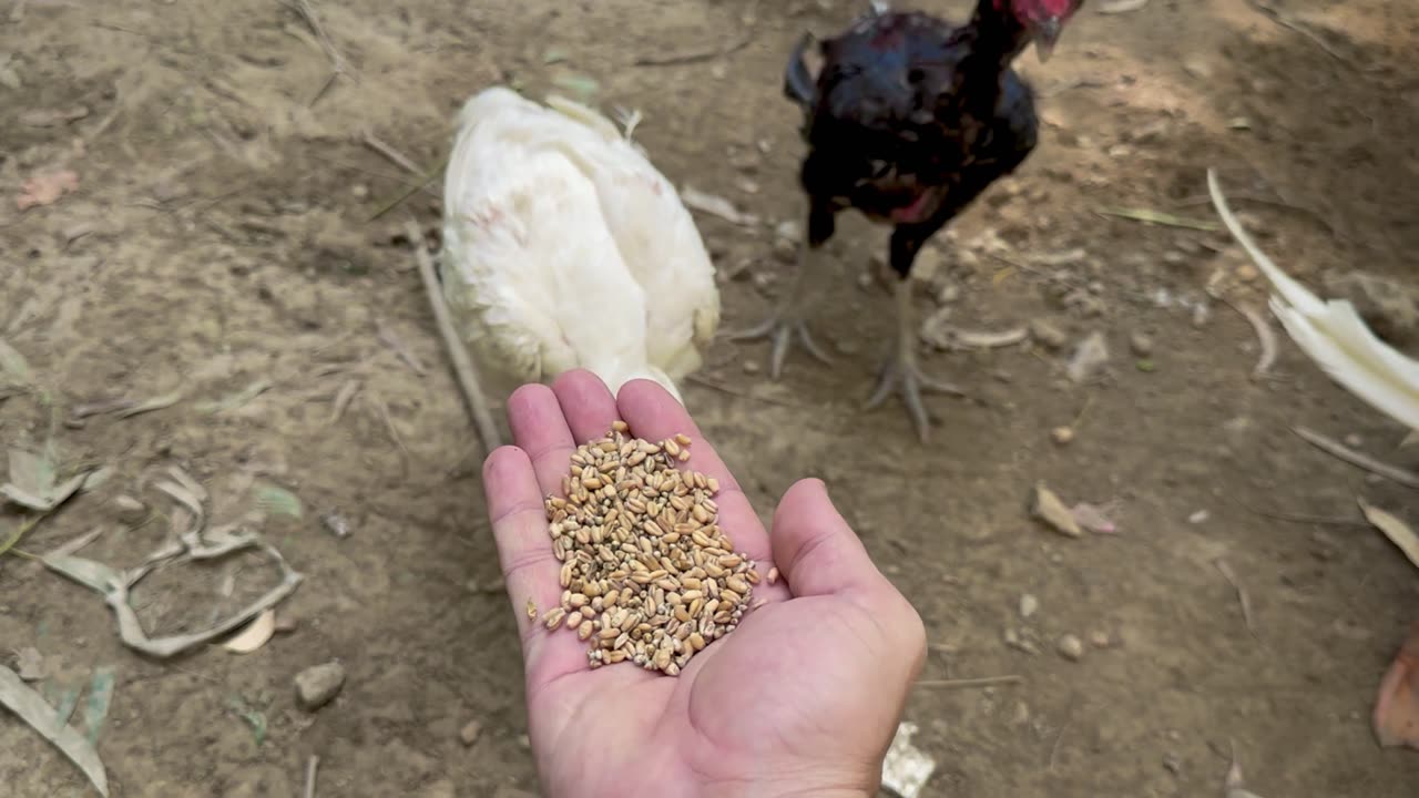 Feed for chicken