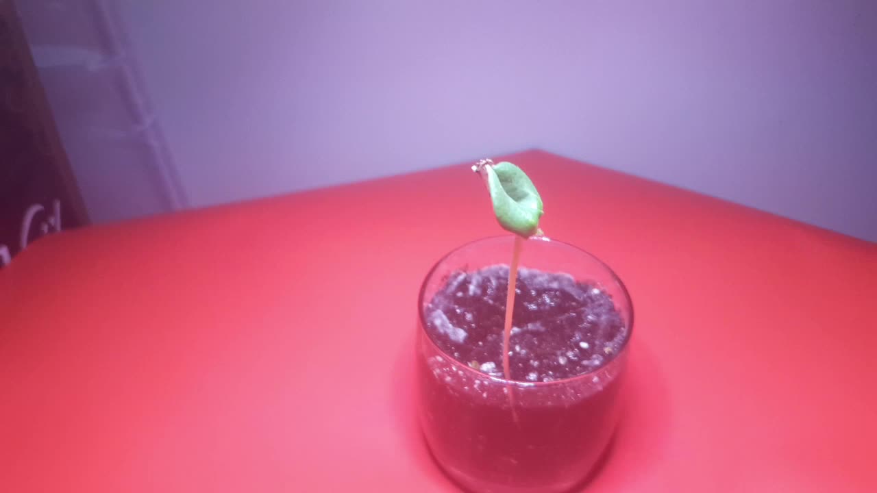 Honey Dew Melon seed growing in glass jar