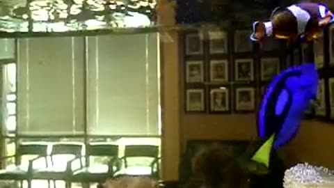 Tang, clownfish, and now, a blenny