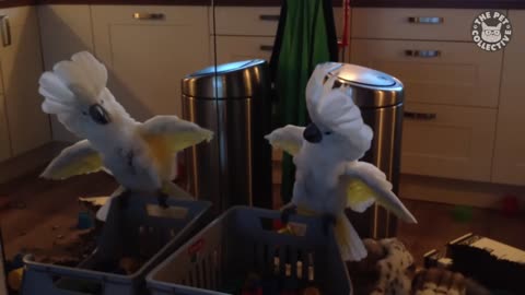 Unexpected Animal Moments _ Funny Pet Video Compilation _ The Pet Collective