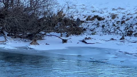 Stumbled upon a Great Blue Heron as I was watching American Mergansers