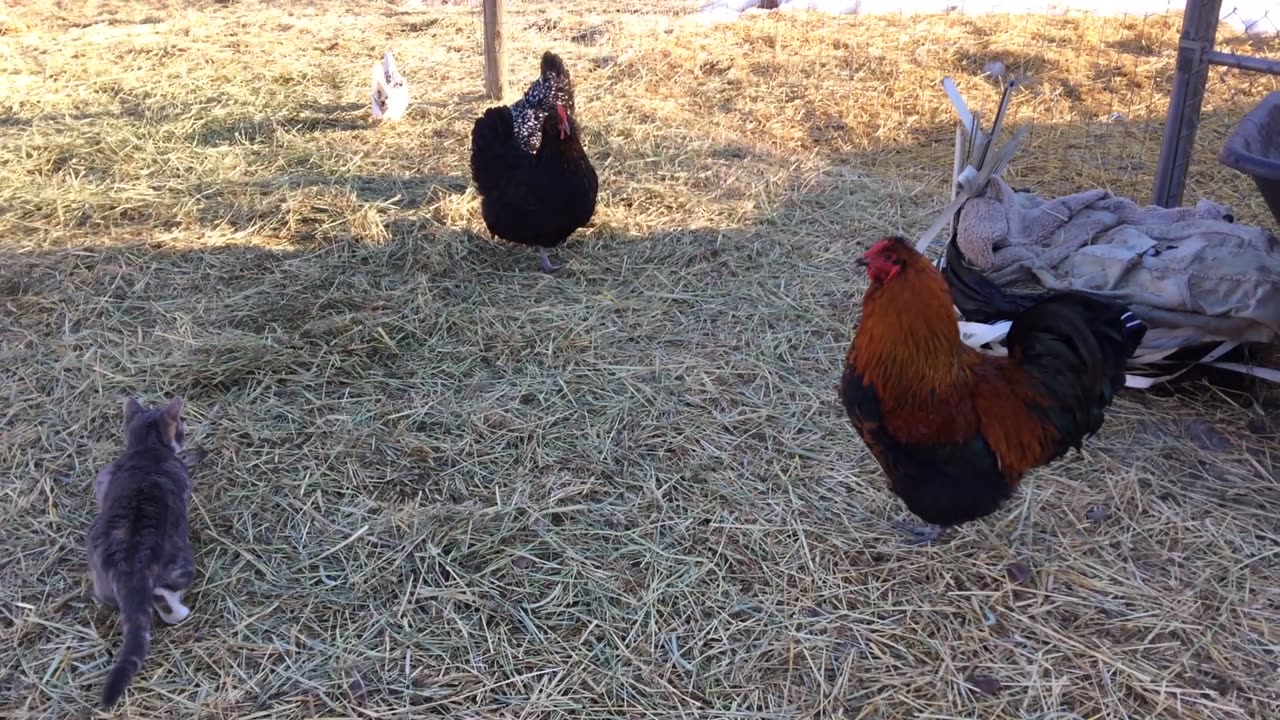 Kitten stalking a Bantam Hen