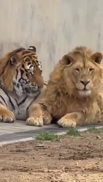 Tigerns lejon-kompis vill vara social IGEN... 😆