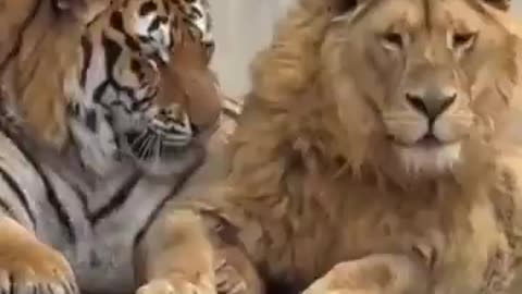 Tigerns lejon-kompis vill vara social IGEN... 😆