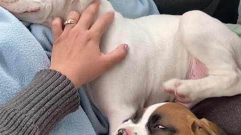 Puppies Form a Scratching Chain