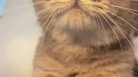 meow, feed me quickly