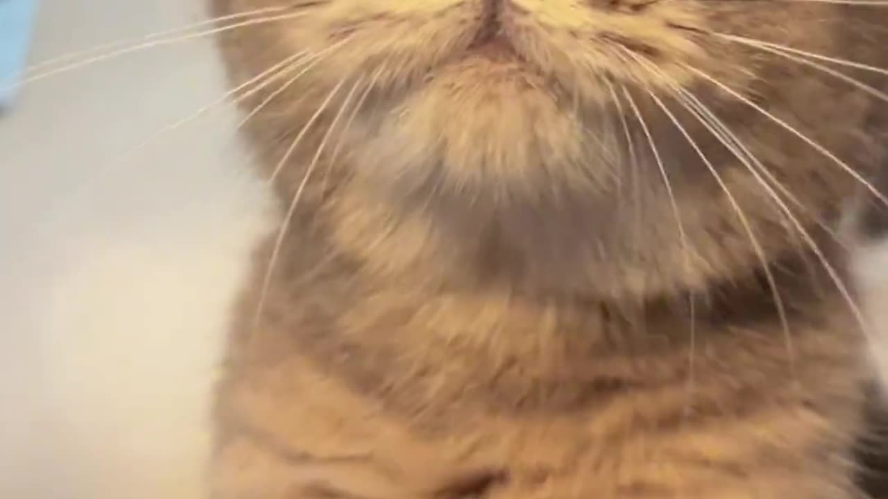 meow, feed me quickly