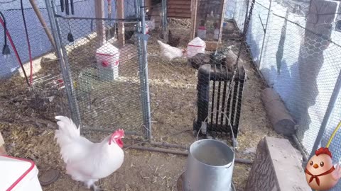 Chicken Live Stream