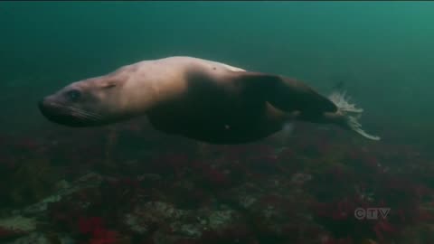 How a B.C. diver captured a unique encounter with a herd of playful sea lions