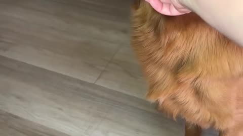 Golden Retriever Demands Forehead Kisses Before Eating Bacon