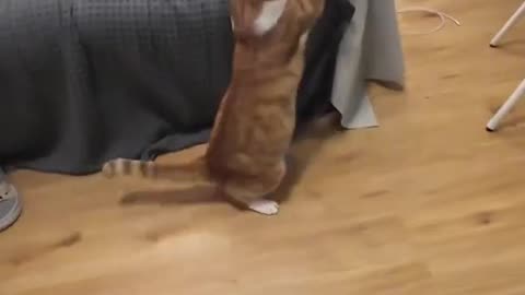 Short videos of Cat and new toy