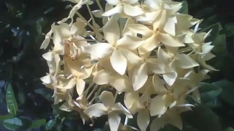 A beautiful white and yellow ixora bouquet flower [Nature & Animals]