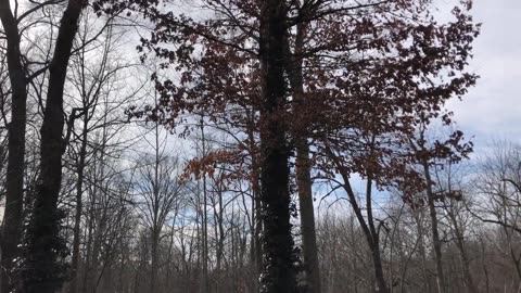 February 3, 2020 - Birds Enjoying a Warm Indiana Day