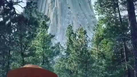 Giant trees that grew miles tall and hold tales of old