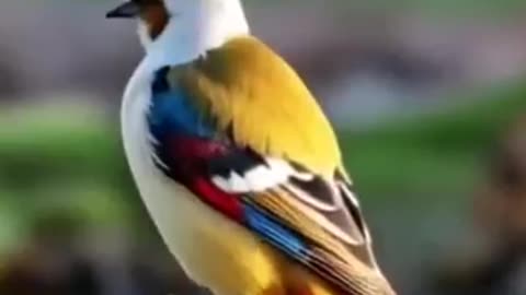 Chirping birds sounds relaxation round the clock....