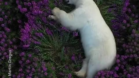 A polar bear on winter ice is a common sight but this