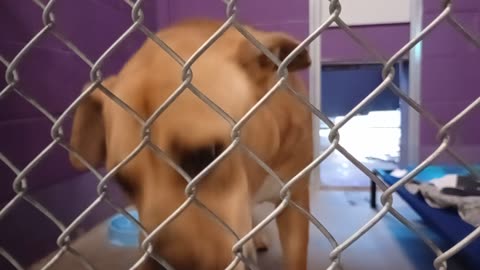 Nugget 5y Pet Id 946758 kennel 15 HSSAZ shelter buddy takes Nugget 4 glorious doggie walk20251205664