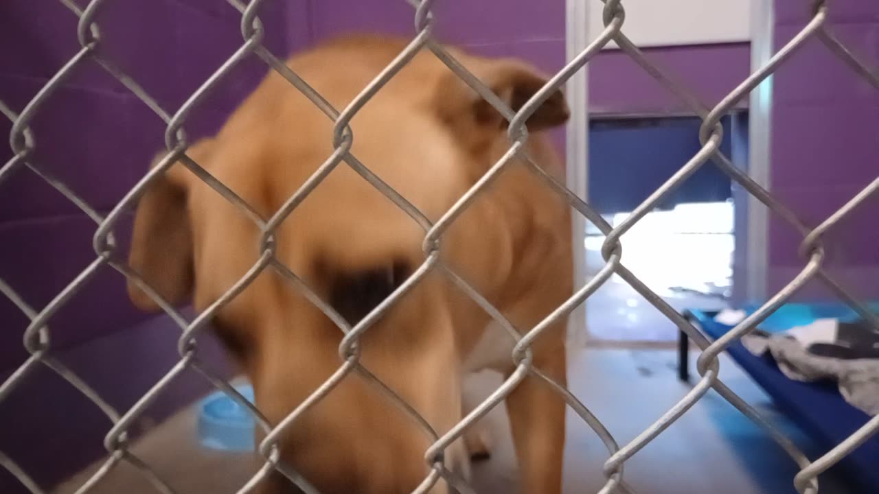 Nugget 5y Pet Id 946758 kennel 15 HSSAZ shelter buddy takes Nugget 4 glorious doggie walk20251205664