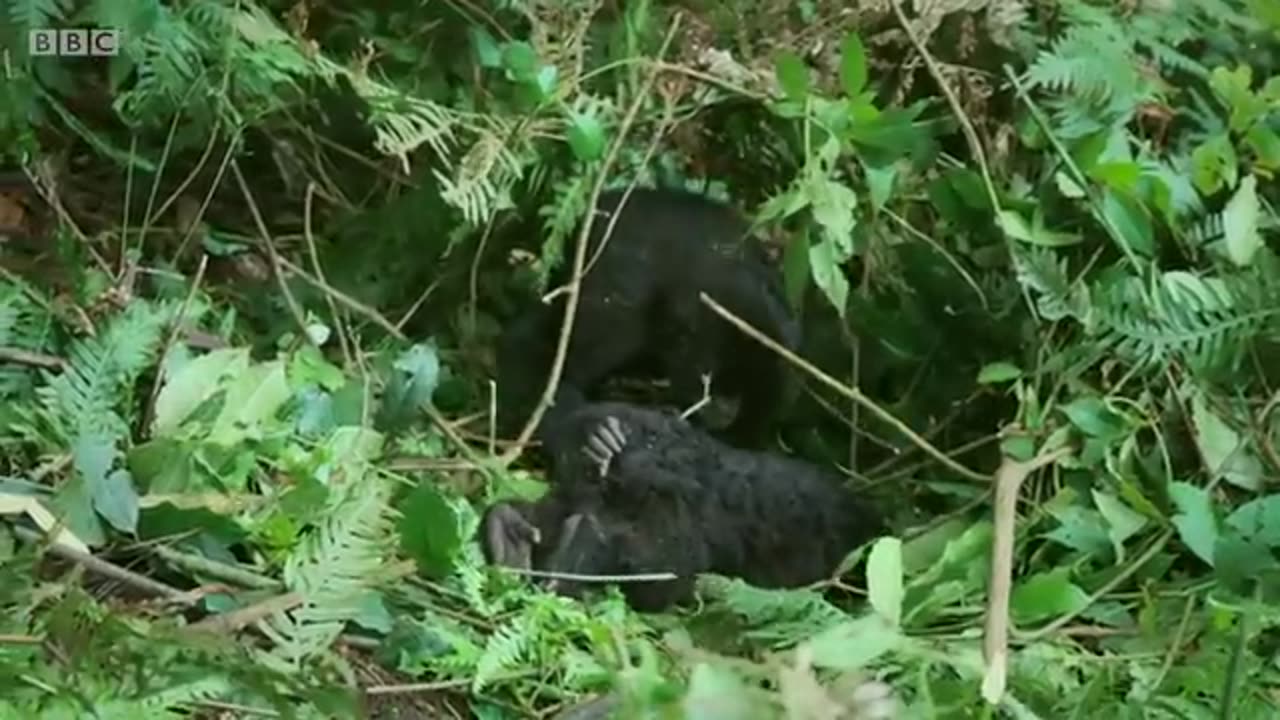 Robot spy gorilla infiltrates a wild gorilla troop