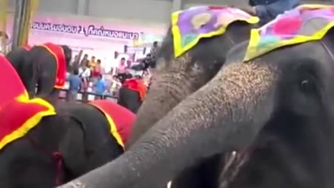 Adorable & Rare Animal Moments You’ve Never Seen Before!