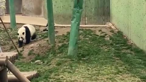 pandas escape extinction?