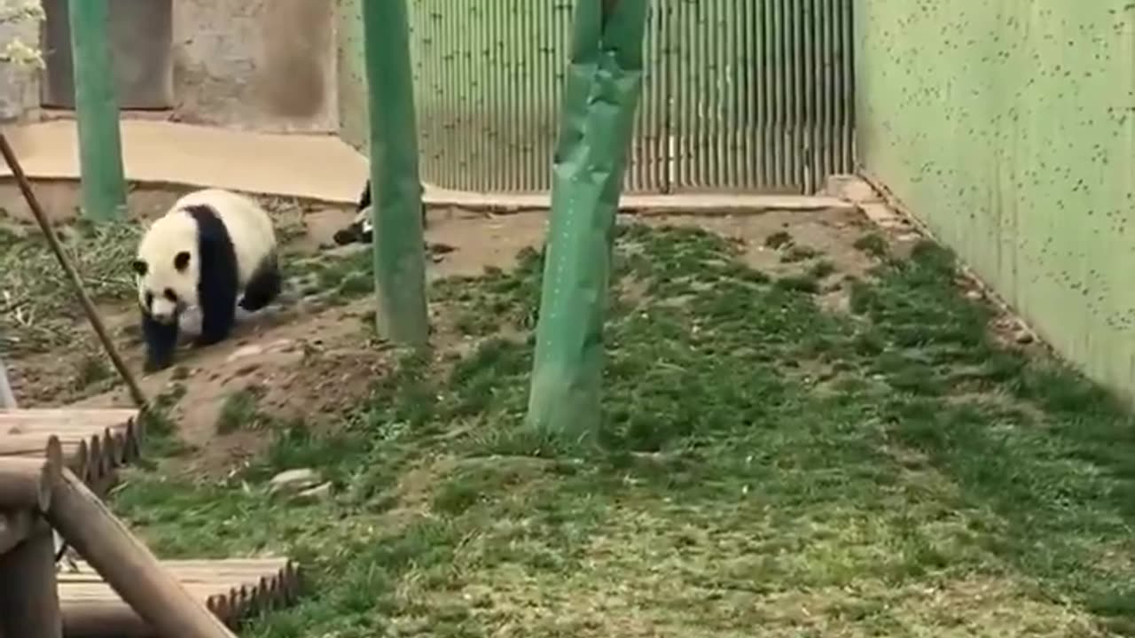 pandas escape extinction?