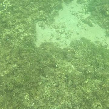 Afternoon Snorkeling