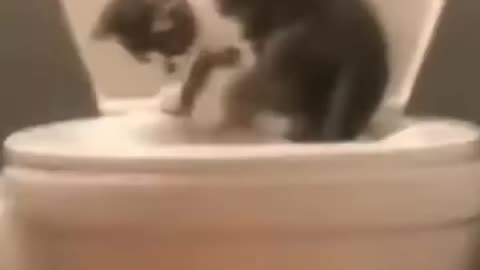 Cute and Funny Animal Video