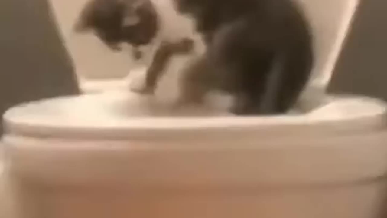 Cute and Funny Animal Video