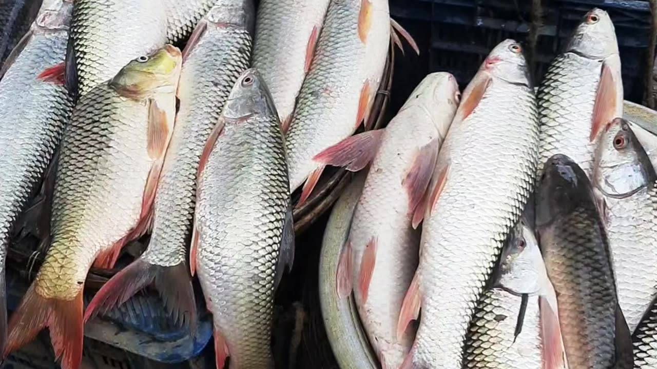 Fish vlog video