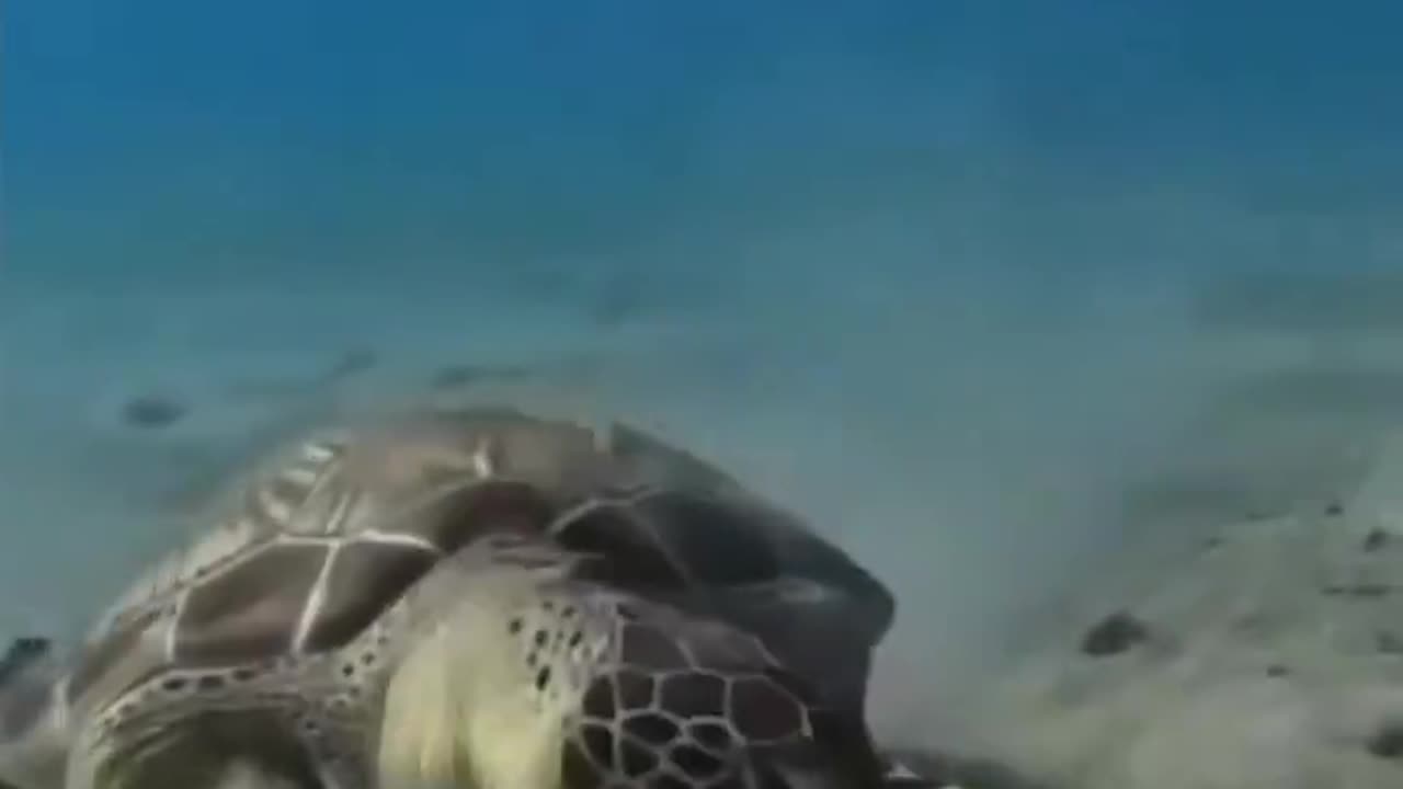 Sea Turtle shows disgust at eating something repulsive