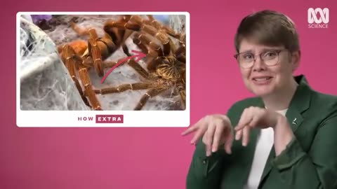 Why Sex Kills Spider Mating REACTION How Extra Love Edition