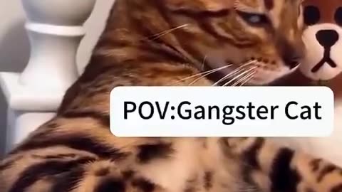 Gangster Cat😼