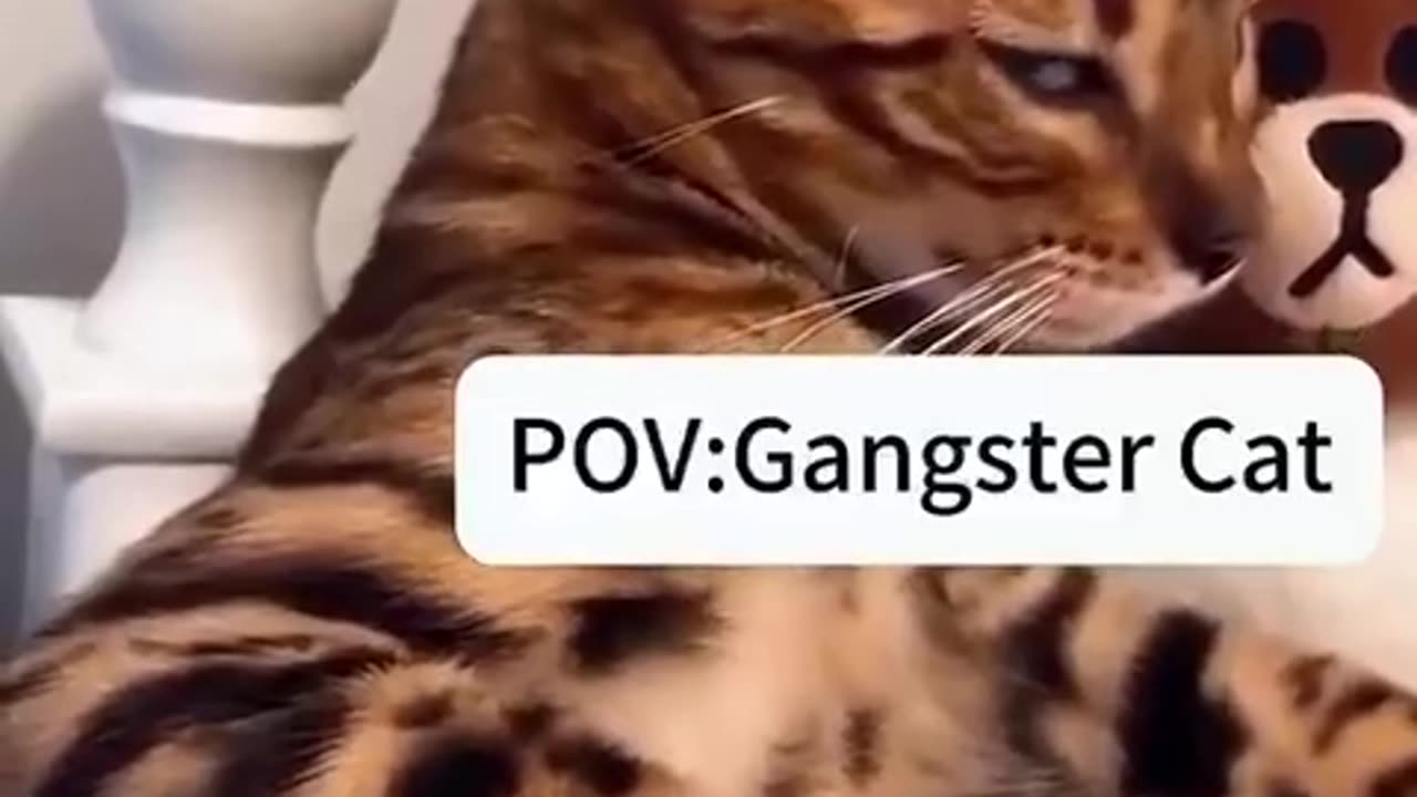 Gangster Cat😼