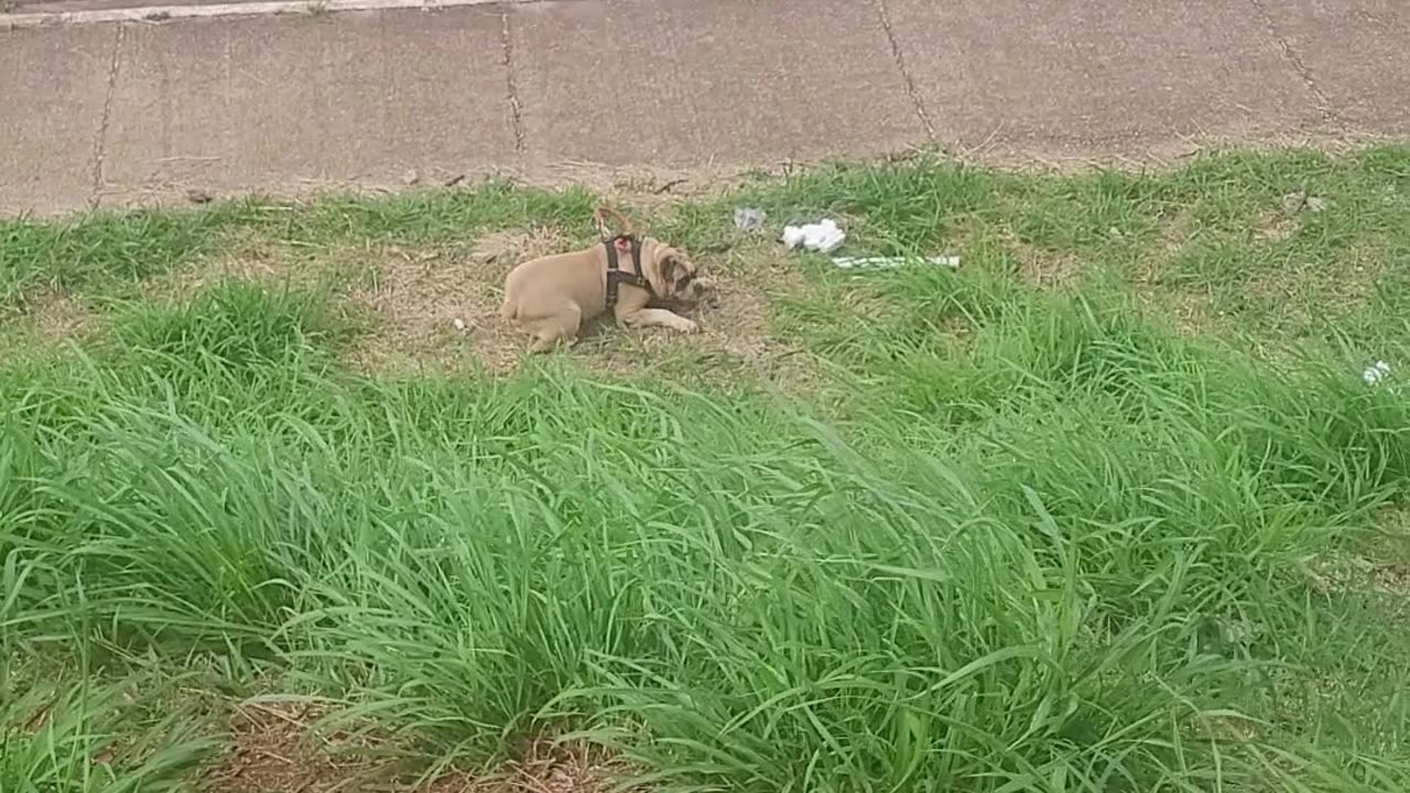 Family Pup Rolls Off Trail