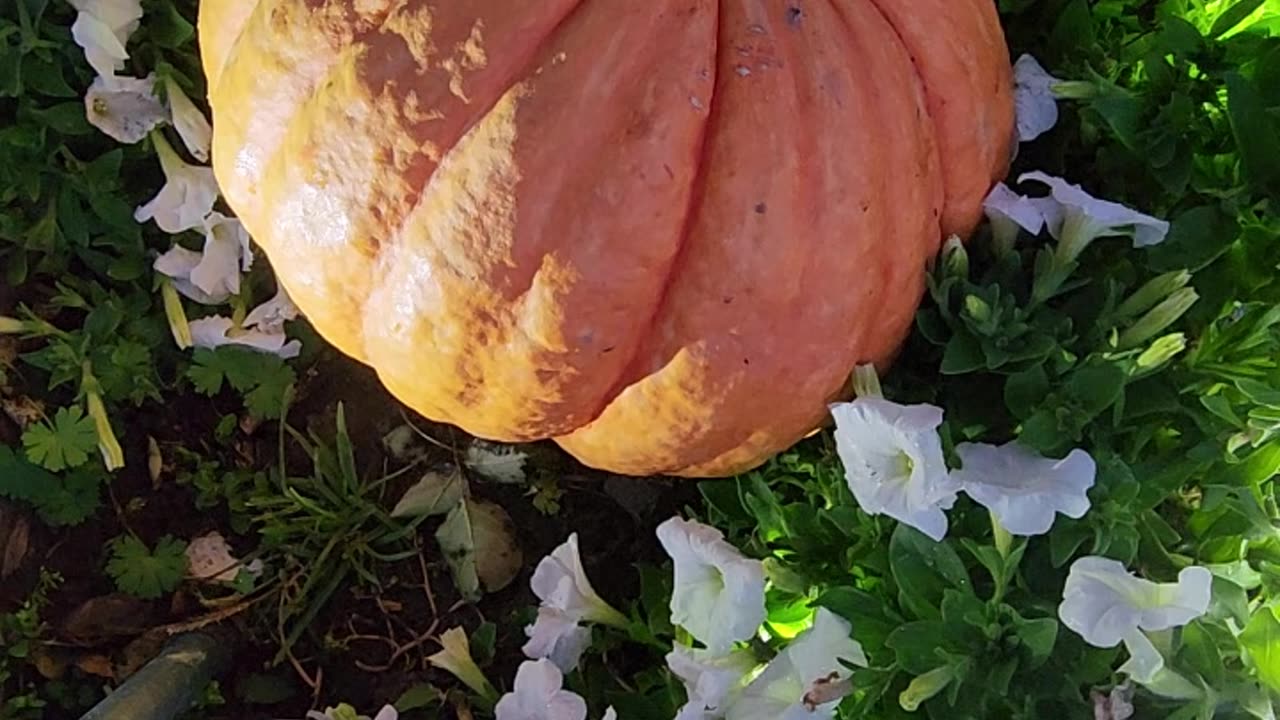 Hail instead of rain makes for a less romantic scene than anticipated