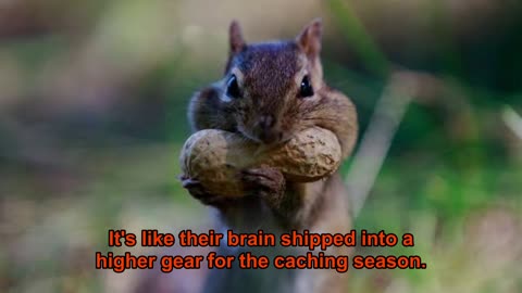 From Nuts to Neuroscience, How Squirrels’ Memory Could Help Humans