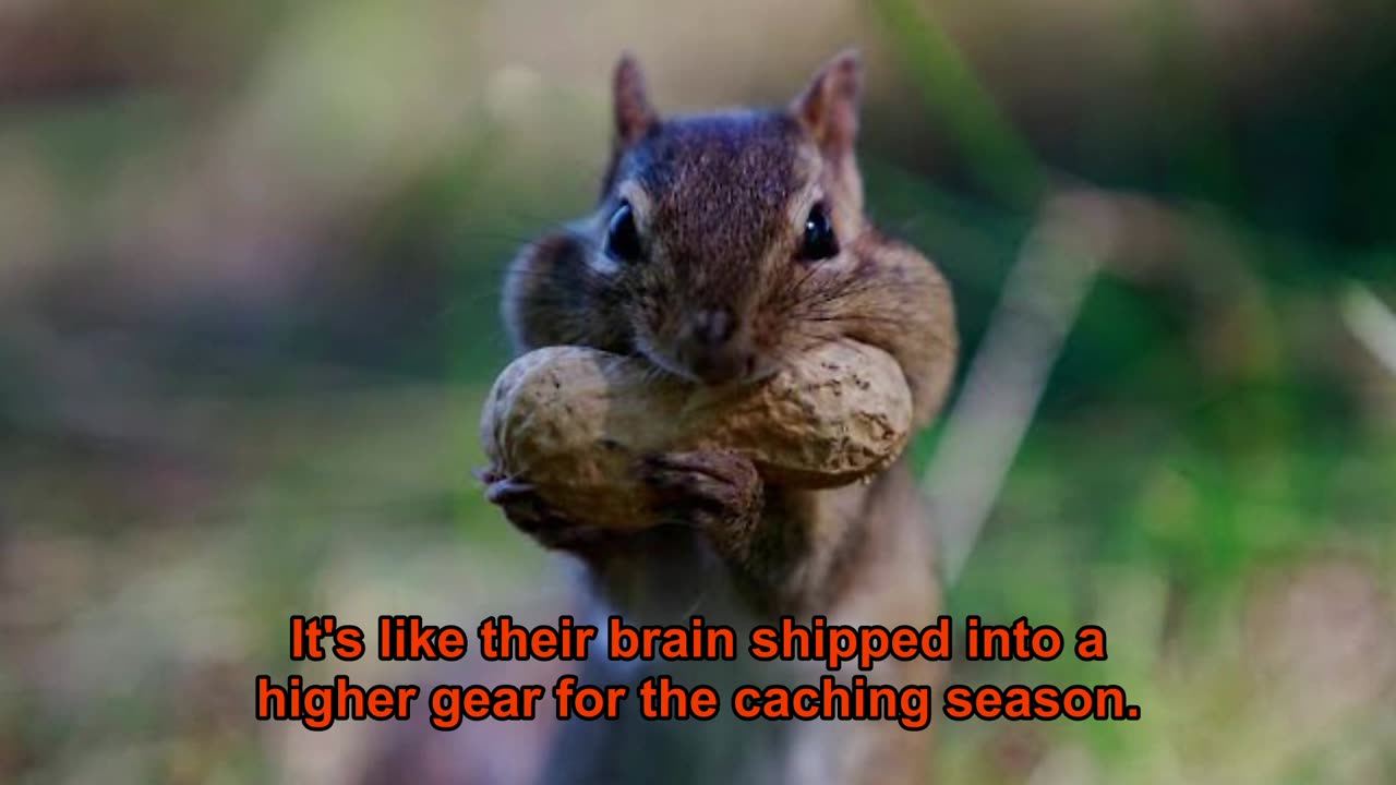 From Nuts to Neuroscience, How Squirrels’ Memory Could Help Humans