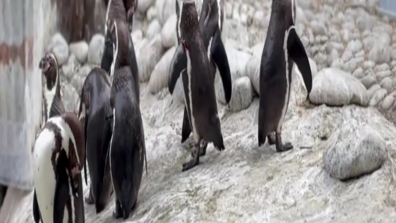 penguins