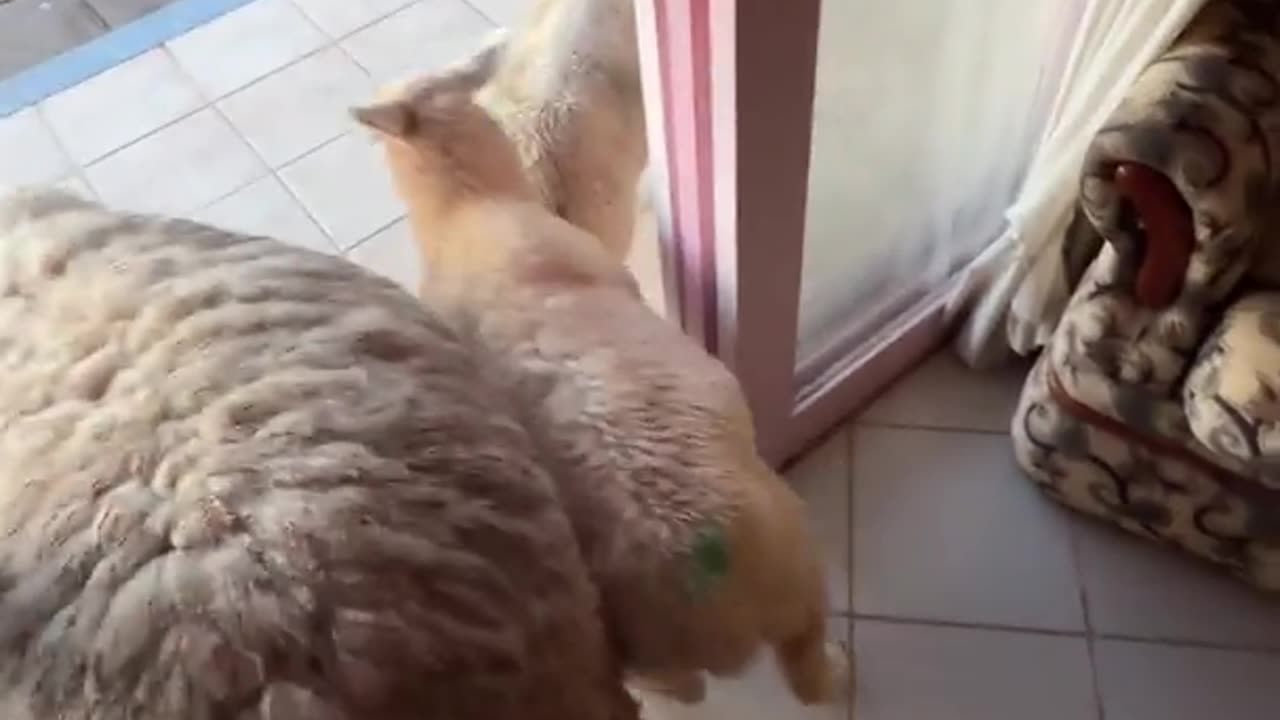 My Sheep Invaded My Bedroom