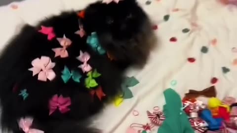 FunyyAnimal_vedios